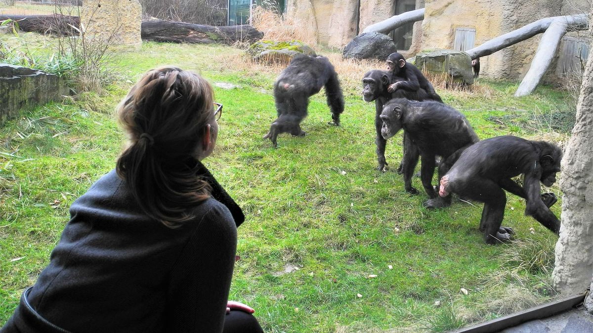 Zooložka z Ostravy radí se šimpanzi v celé Evropě